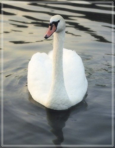 photo "White swan." tags: nature, travel, Europe, wild animals