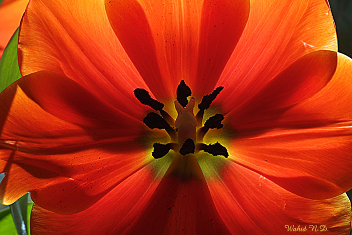 фото "Tulip #1" метки: природа, макро и крупный план, цветы