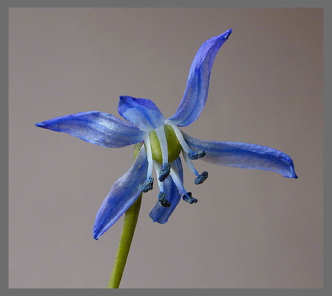 photo "Blue Flower" tags: macro and close-up, nature, flowers