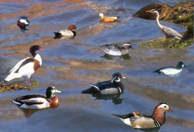 фото "Waterbird Montage" метки: природа, фотомонтаж, 