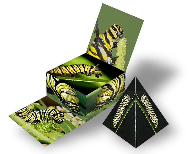 photo "Monarch caterpillar box" tags: nature, montage, insect