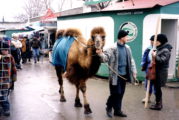 photo "Вели по улицам верблюда..." tags: reporting, misc., 