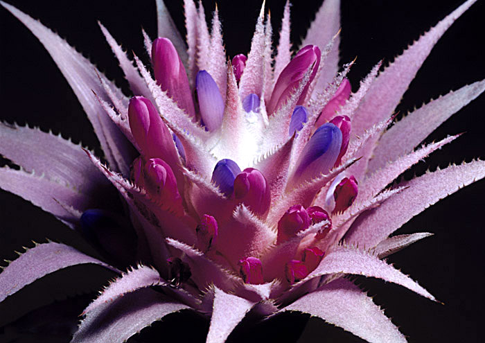 photo "Explosion" tags: nature, macro and close-up, flowers