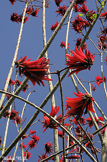 photo "Erythrina #1" tags: nature, travel, Africa, flowers