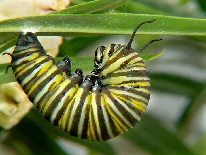 photo "Monarch caterpillar" tags: nature, macro and close-up, insect