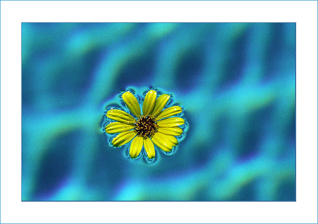 фото "Blue Sky" метки: абстракция, природа, цветы