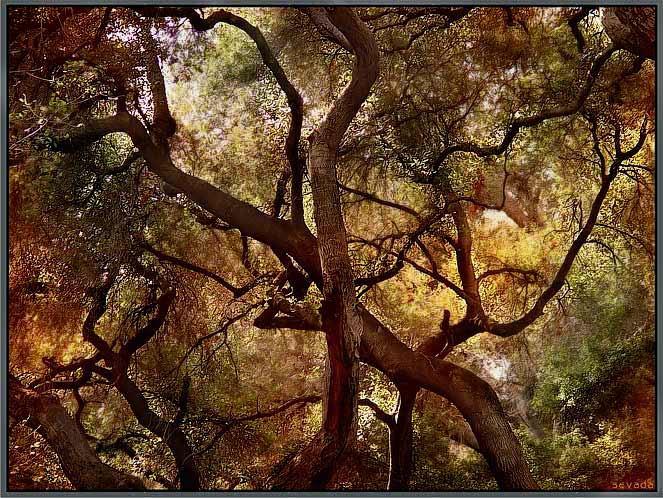 фото "DESCANSO GARDENS" метки: пейзаж, лес