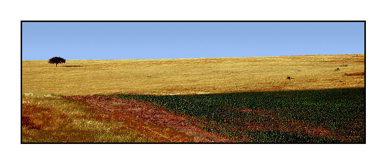photo "Alentejo field" tags: landscape, summer