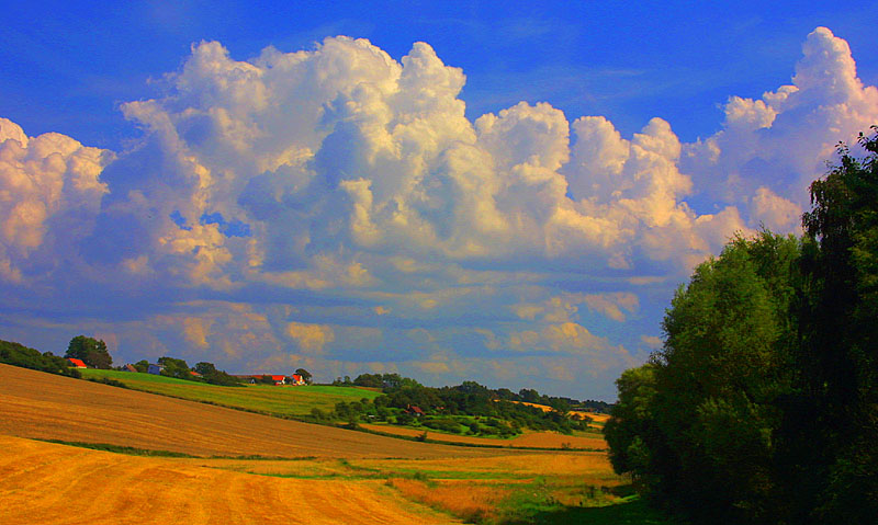 photo "Cornfields" tags: landscape, nature, flowers, summer