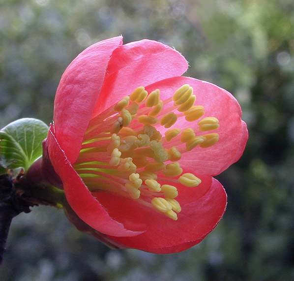 photo "Untitled" tags: macro and close-up, nature, flowers