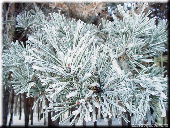 фото "Февральская изморозь 2" метки: пейзаж, природа, зима, цветы