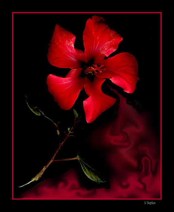 photo "Untitled photo" tags: misc., nature, flowers