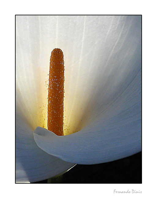 photo "Lily" tags: nature, macro and close-up, flowers