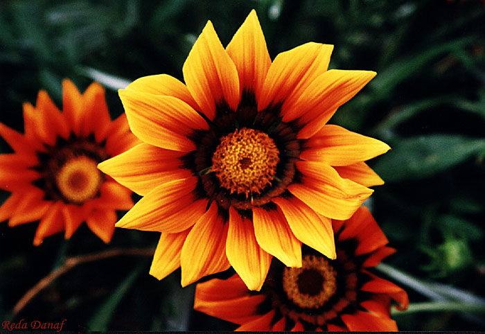 photo "Gazania # 1" tags: nature, macro and close-up, flowers