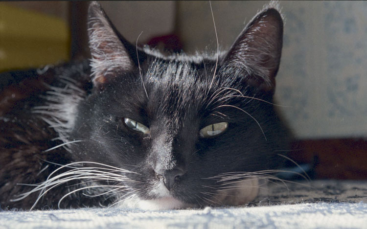 photo "Candid cat closeup" tags: nature, portrait, pets/farm animals