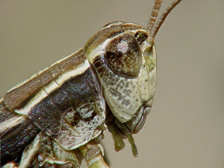 фото "Grasshopper" метки: природа, макро и крупный план, насекомое