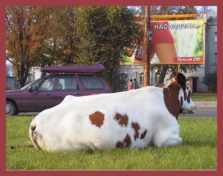 photo "Take pleasure, the cow!" tags: humor, nature, pets/farm animals