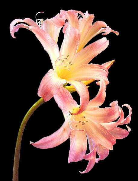 фото "Lily" метки: природа, макро и крупный план, цветы