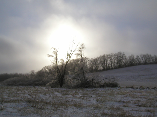 photo "Field and Trees" tags: landscape, winter