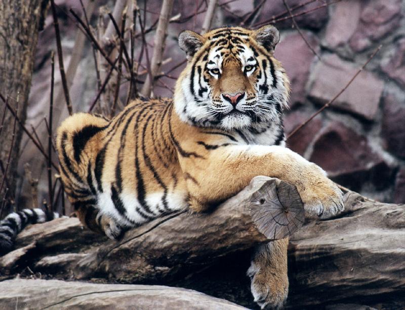 photo "King of a mountain" tags: nature, wild animals