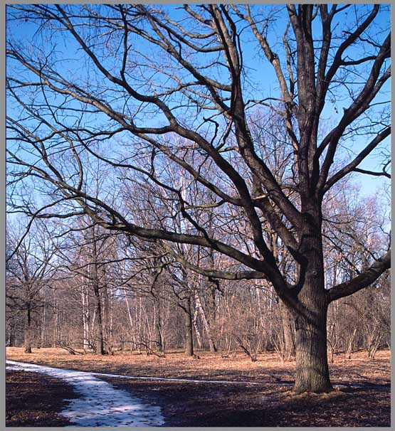 photo "March tracks." tags: landscape, forest, spring