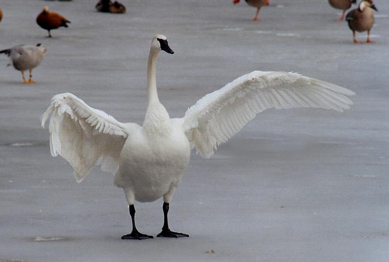 photo "Be dance?" tags: nature, wild animals