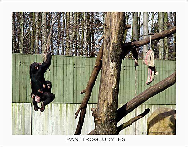 фото "Pan trogludytes" метки: жанр, природа, дикие животные