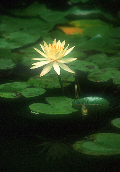 photo "*****" tags: nature, flowers