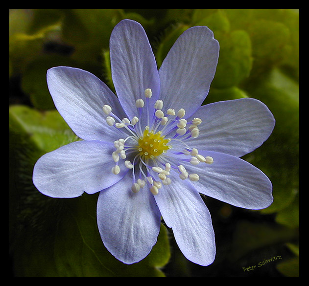 фото "Unknown Flower" метки: макро и крупный план, природа, цветы