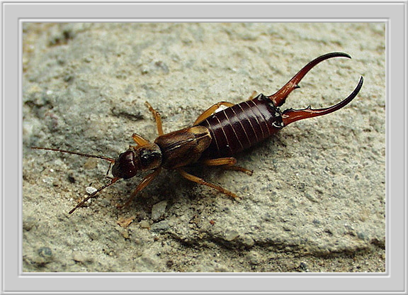 photo "Be-tail Hexa-feet :)" tags: macro and close-up, nature, insect