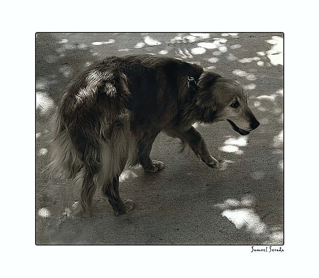 photo "LOST DOG" tags: nature, pets/farm animals