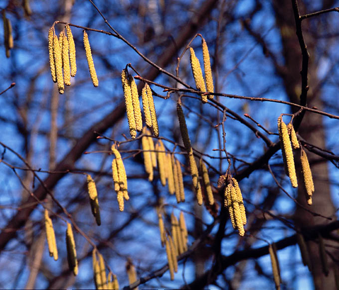 photo "Spring mood." tags: nature, flowers