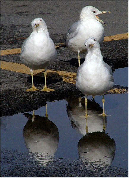 photo "The Three Stooges...repost" tags: humor, nature, wild animals