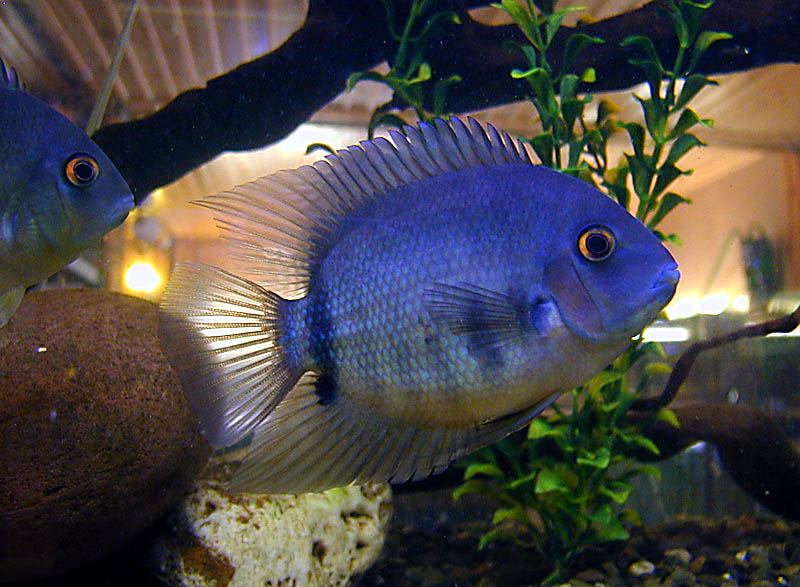 photo "Blue Fish" tags: genre, nature, 