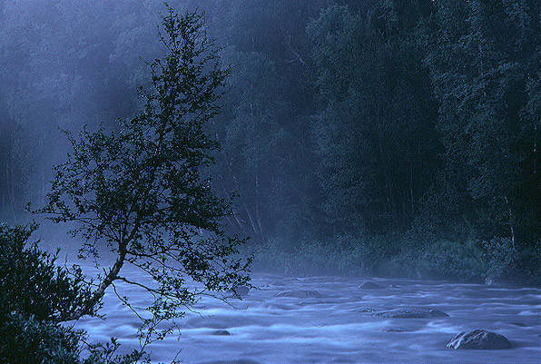 фото "Morning tree" метки: пейзаж, вода, лето