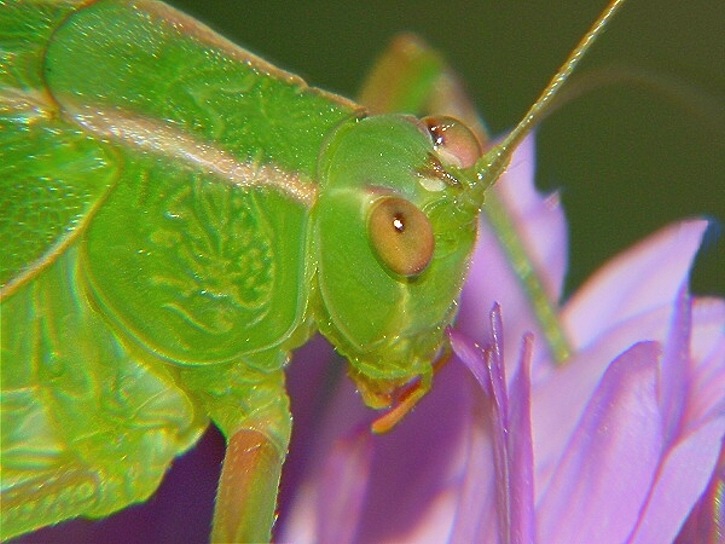 photo "Katydid" tags: nature, macro and close-up, insect