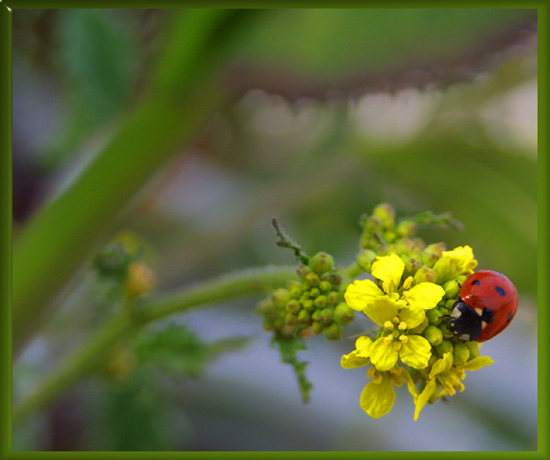 photo "Colors..." tags: macro and close-up, nature, insect