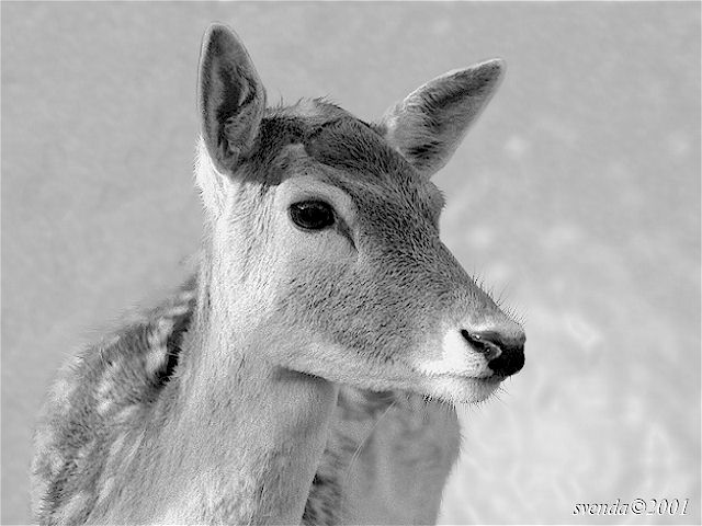 photo "Bambi" tags: portrait, nature, wild animals