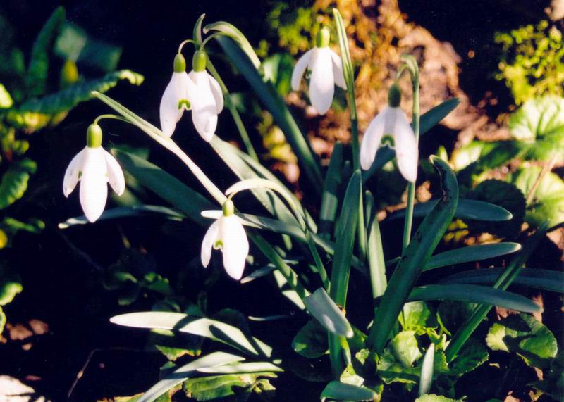 photo "Snowdrops" tags: nature, macro and close-up, flowers