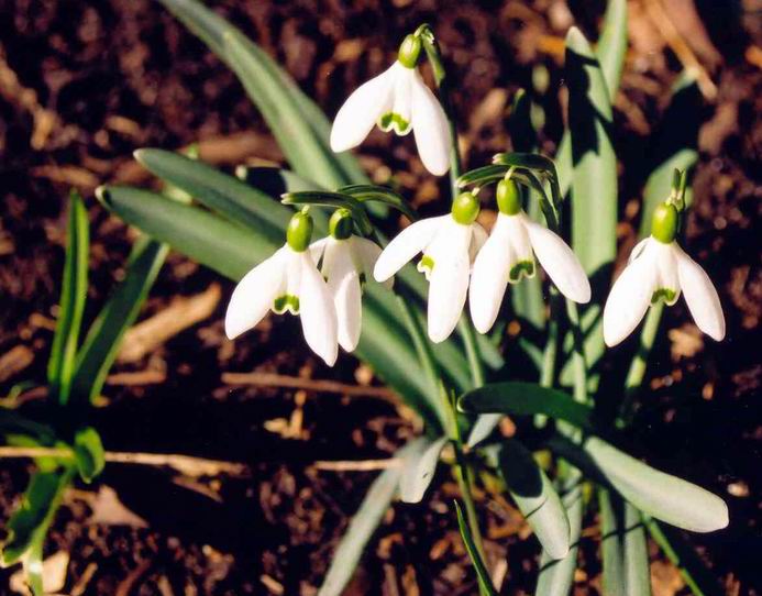 фото "Snowdrops" метки: природа, макро и крупный план, цветы