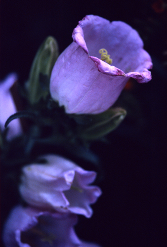 photo "Shining...#4" tags: nature, macro and close-up, flowers