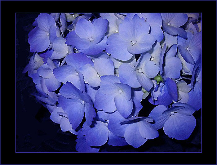 photo "Blue flowers" tags: nature, flowers