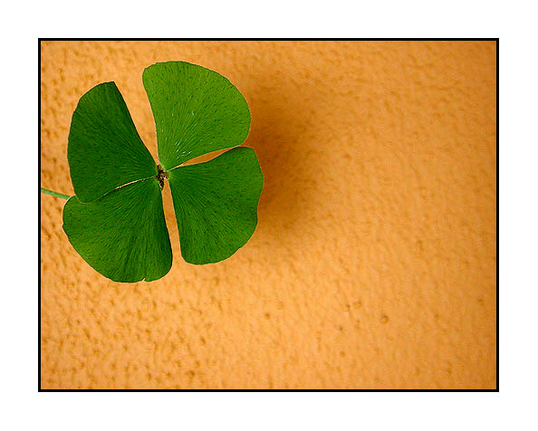 фото "Brazilian colours" метки: абстракция, природа, цветы