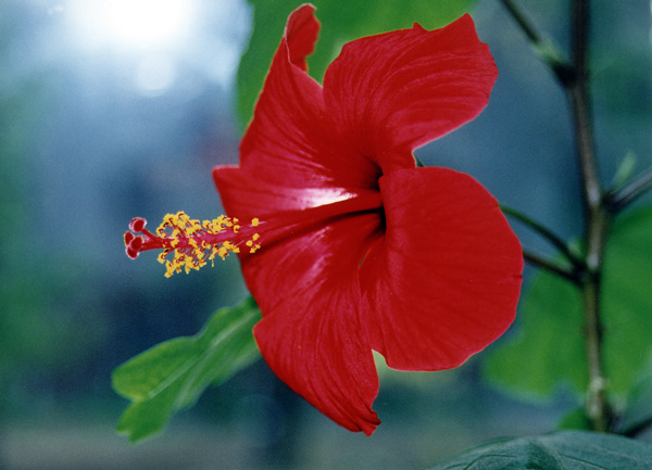 photo "A little bit red." tags: nature, macro and close-up, flowers