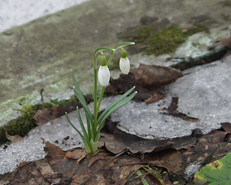 photo "Spring" tags: macro and close-up, nature, flowers