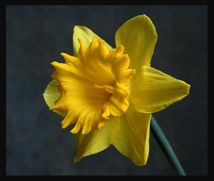 фото "Daffodil" метки: природа, цветы