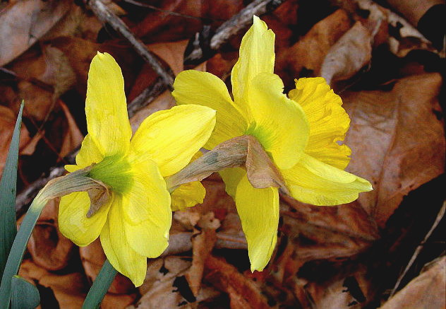 фото ""It`s A Spring Thing"..." метки: природа, цветы