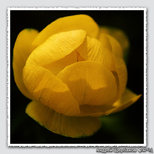 photo "Trollius" tags: macro and close-up, nature, flowers