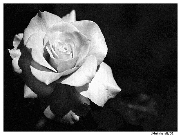 photo "Uncolored Rose" tags: nature, flowers