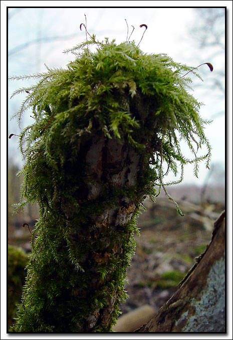 photo "Woodlandtroll" tags: macro and close-up, nature, flowers